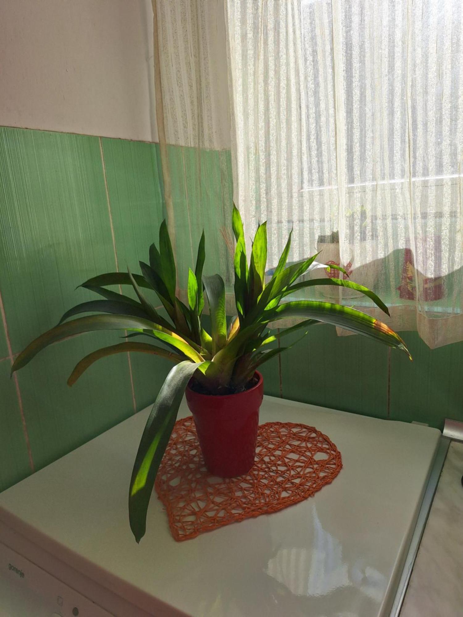 Apartman Maja Belgrado Exterior foto